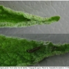musch proto larva1 volg3 